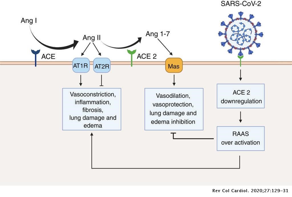 Hình 1. Phân tử ACE2 đóng vai trò là thụ thể cho sự xâm nhập của virus SARS-CoV-2 vào tế bào chủ ở người.