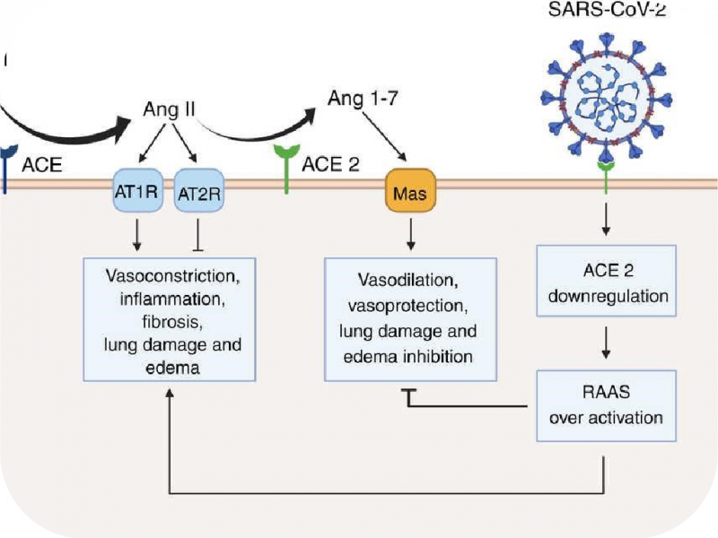 SARS-COV-2: Góc nhìn mới về Y Sinh học trong hiện tại