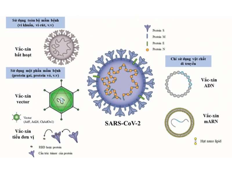 Những điều cần biết về các loại vắc xin phòng COVID-19 được WHO cấp phép sử dụng trên thế giới và tại Việt Nam